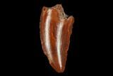 Serrated, Raptor Tooth - Real Dinosaur Tooth #178471-1